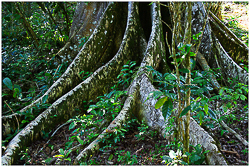 Sierra del Escambray