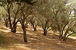 Samos