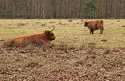 Hooglanders